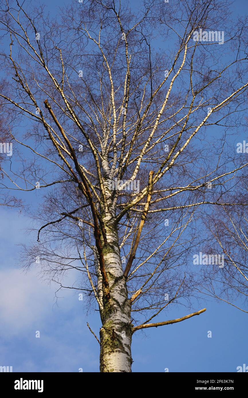 Albero di betulla d'argento in inverno contro un cielo blu Foto Stock