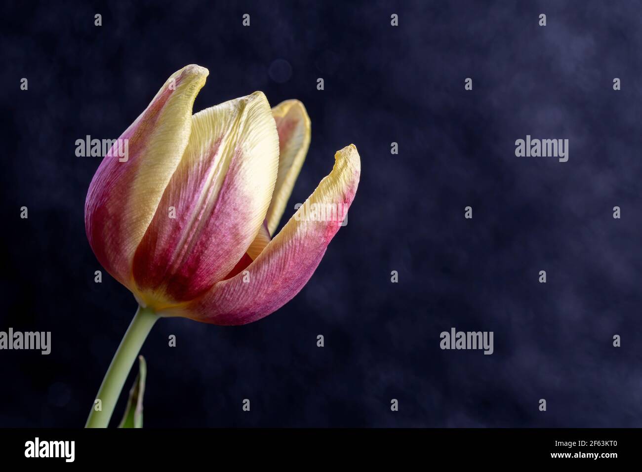 Macro fotografia Tulipano aperto rosa e giallo Foto Stock