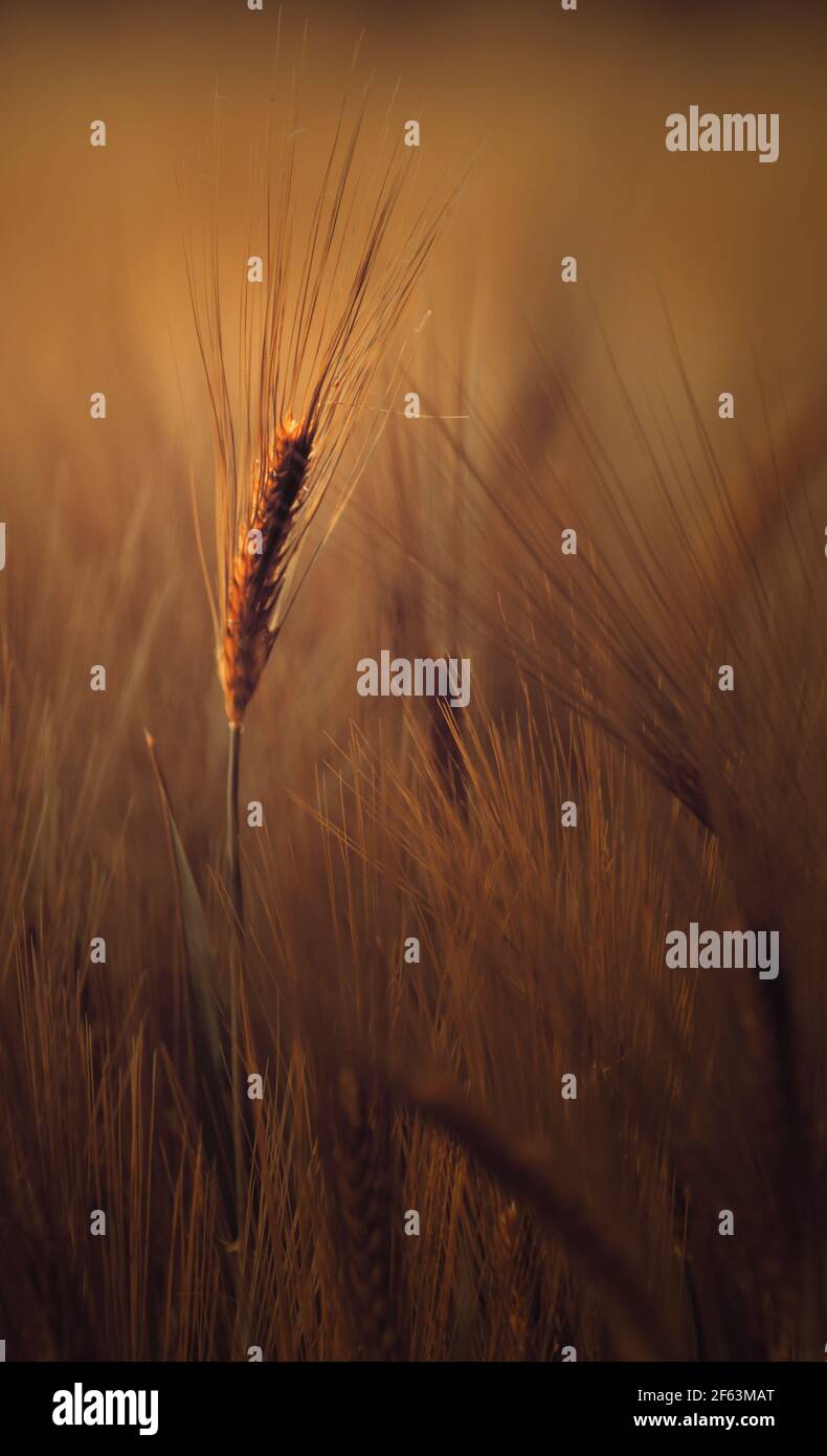 Moody campo di grano verde nelle prime fasi la pianta è ancora verde con uno sfondo sfocato da sogno Foto Stock