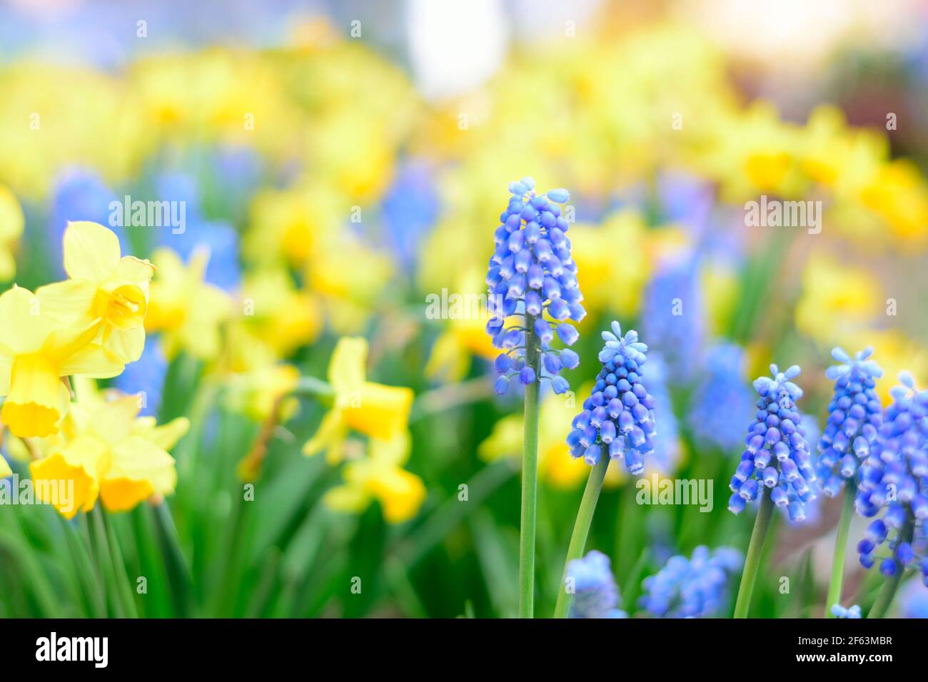 Primo piano di fiori blu di un giacinto d'uva armeno ( Muscari armeniacum ) in campo con Cowslip, sfondo sfocato. Foto Stock
