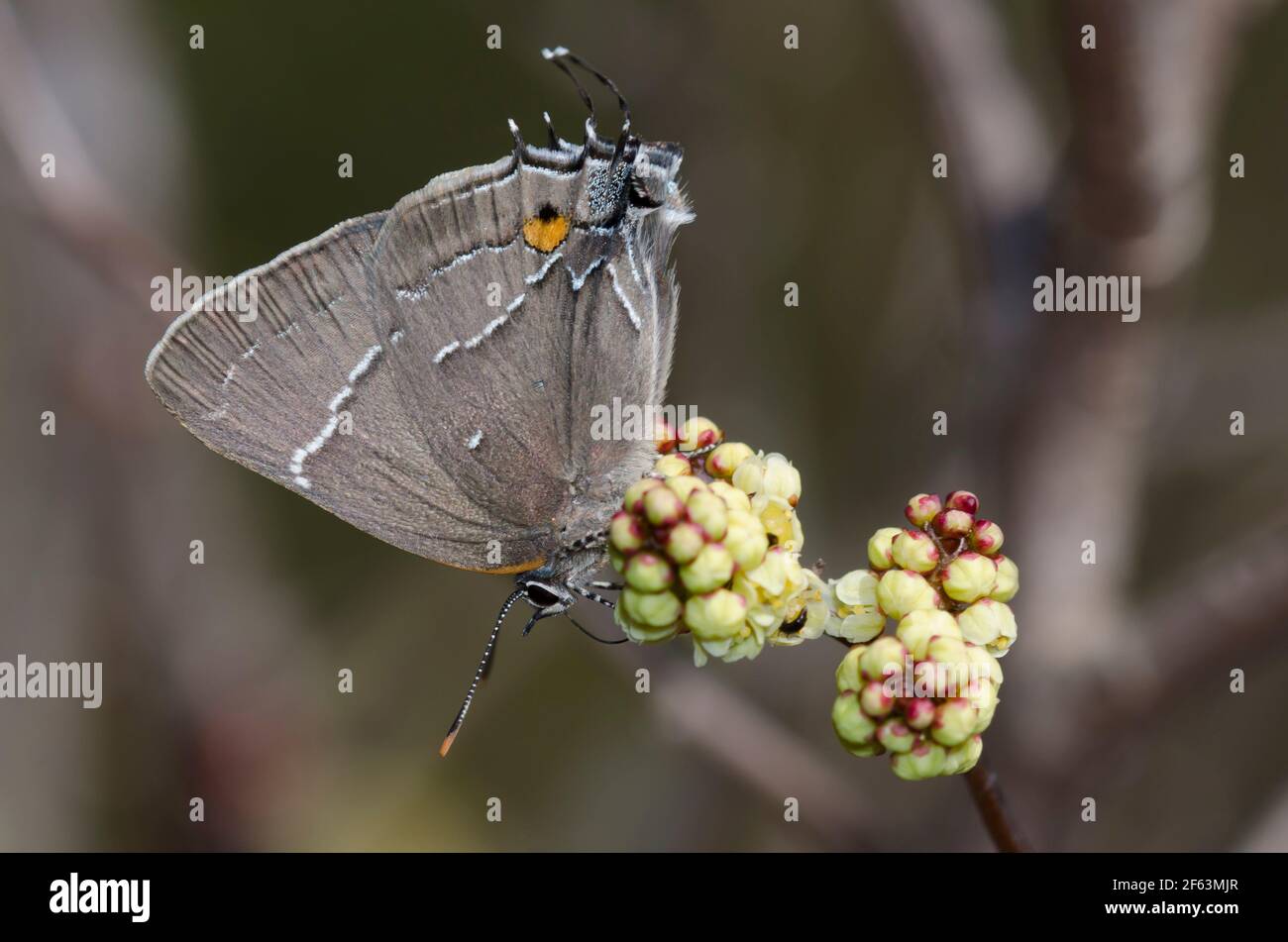 White-M Hairstreak, m-album di Parrhasius, Nectaring from Fragrant Sumac, Rhus aromatica Foto Stock