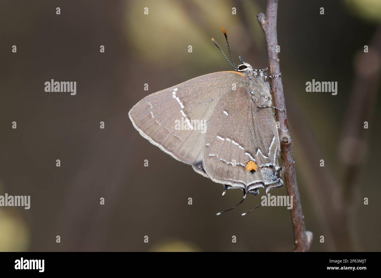 White-M Hairstreak, m-album di Parrhasius Foto Stock