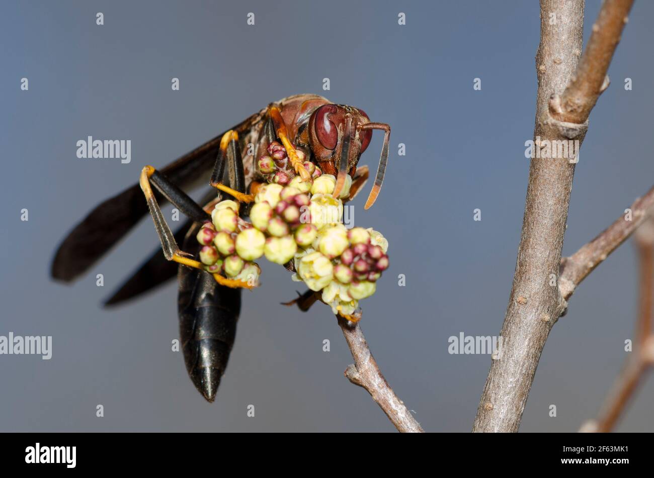 Carta Wasp, Polistes annularis, foraggio su fragrante Sumac, Rhus aromatica Foto Stock