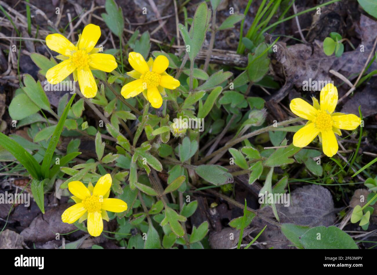 Buttercup peloso, Ranunculus pericoloso Foto Stock