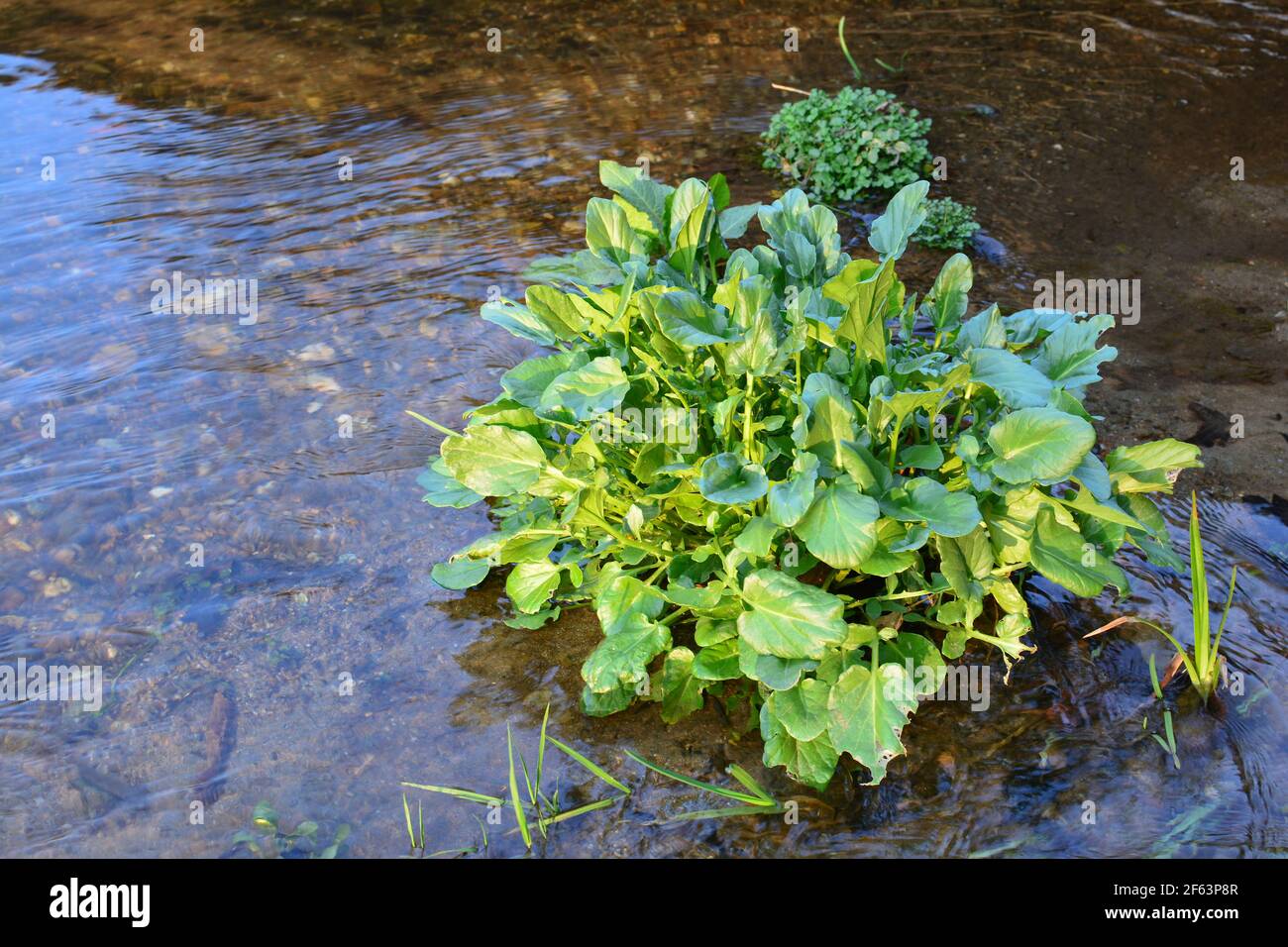 Ficaria verna, precedentemente Ranunculus ficaria, comunemente conosciuta come minore celandina o pilewort in acque poco profonde di torrente di montagna in primavera Foto Stock