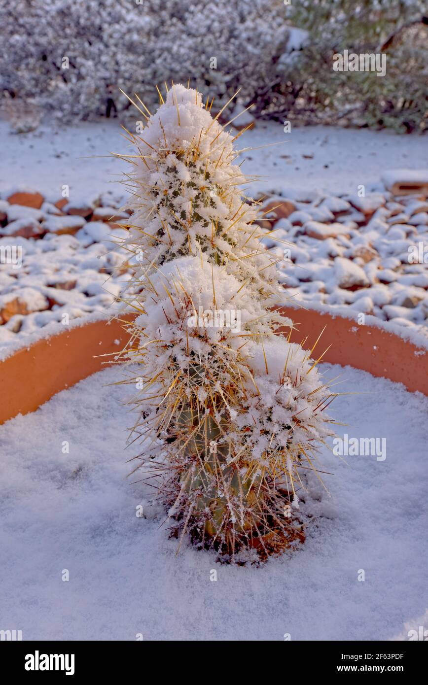 Un Echinocereus Nicholii, Hedgehog Cactus, coperto di neve dopo una notte tempesta di neve in Chino Valley Arizona. Foto Stock