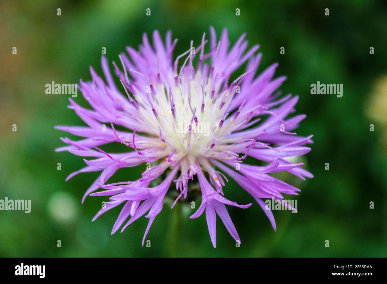 Fiore di mais viola, chiamato anche pulsante bachelors, vista dall'alto e primo piano con sfondo bokeh verde. Foto Stock