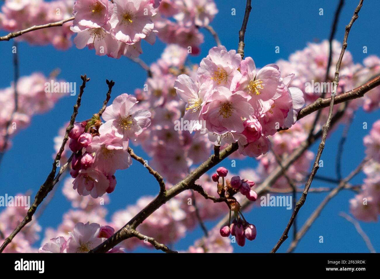Fioritura dei ciliegi rosa contro il cielo blu in primavera Foto Stock