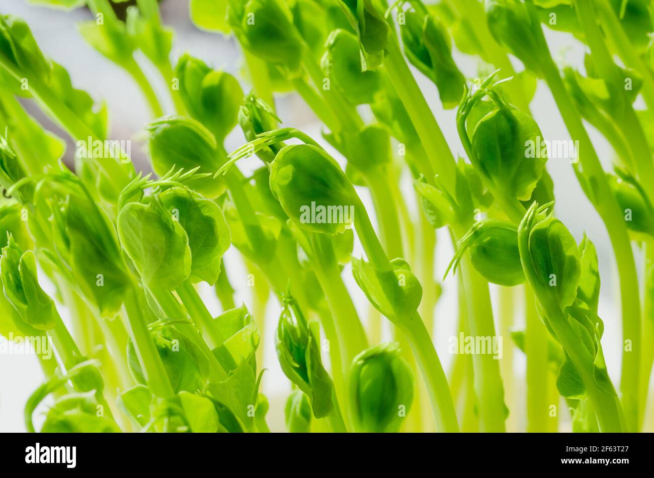 Piselli, piante giovani, vista frontale e primo piano. Micrograni di Pisum sativum. Germogli, piantine e germogli verdi, utilizzati come guarnitura o come ortaggi in foglia. Foto Stock