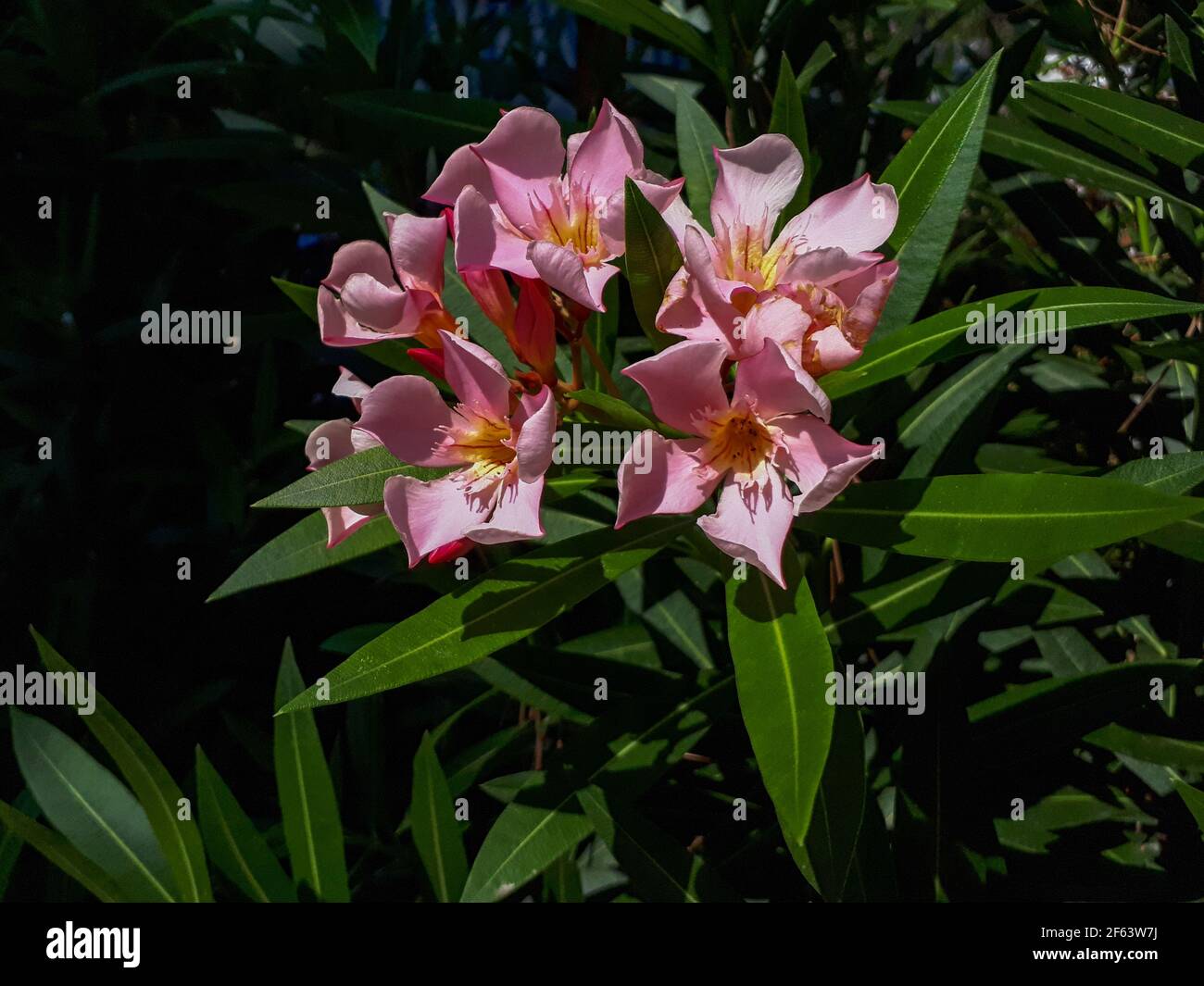 Un closeup di un bel fiore rosa oleandro su verde lascia lo sfondo Foto Stock