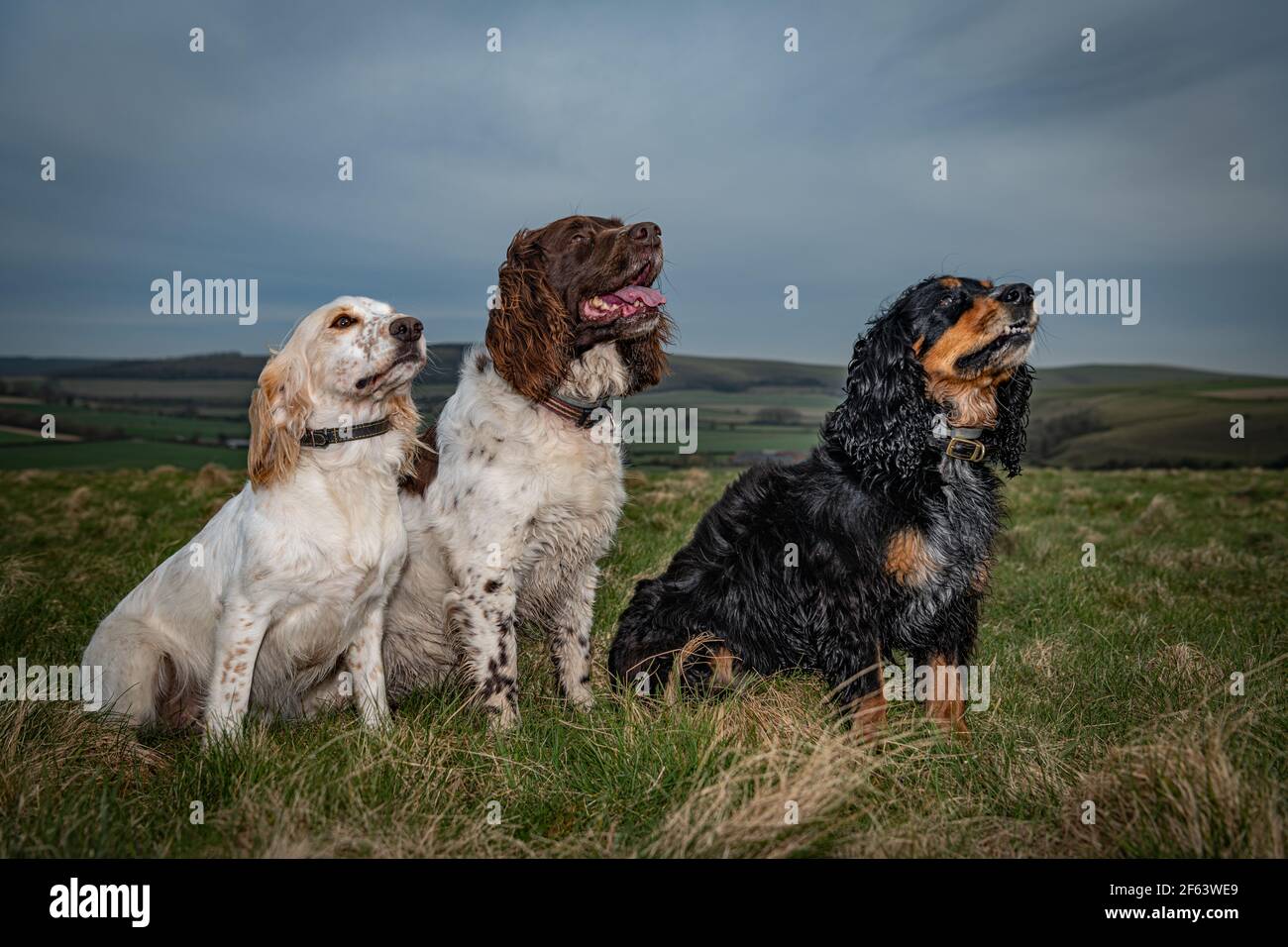 Tre spaniels obbedienti seduti in un ampio campo Foto Stock