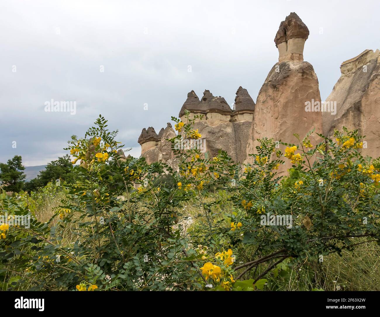 Formazioni rocciose e fiori Cappadocia, Turchia Foto Stock
