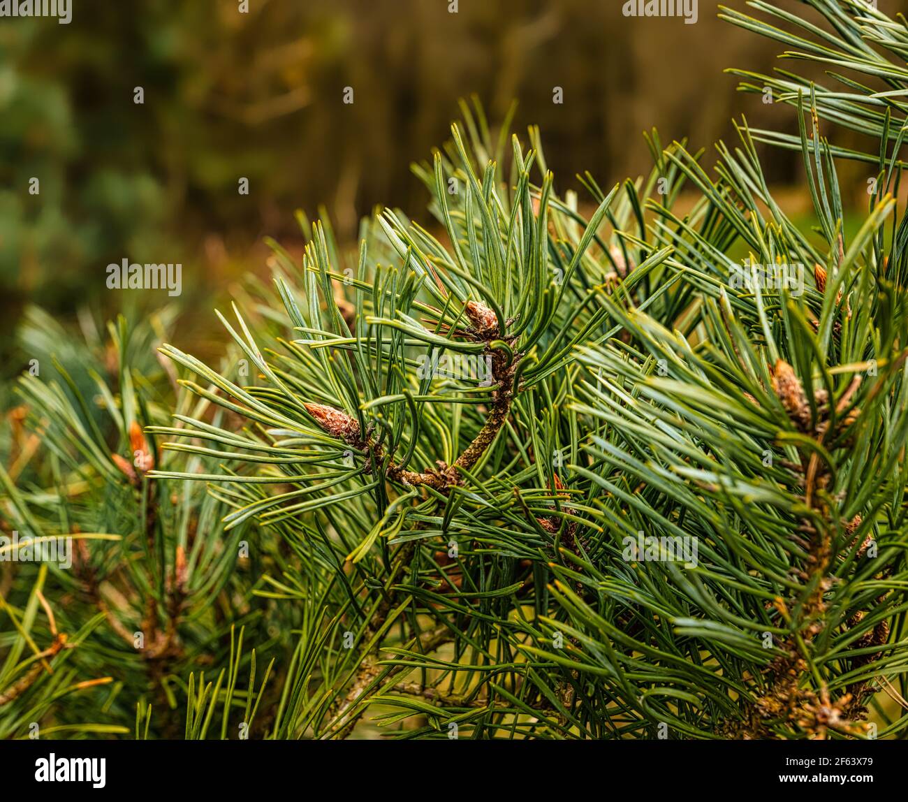 Primo piano di aghi di pino scozzese e boccioli di cono che crescono su rami di abete in legno, Scozia, Regno Unito Foto Stock