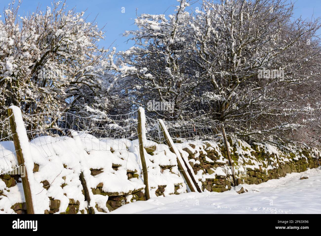 Neve fresca su alberi e muri di pietra, Hawes, Wensleydale, Yorkshire Dales National Park Foto Stock