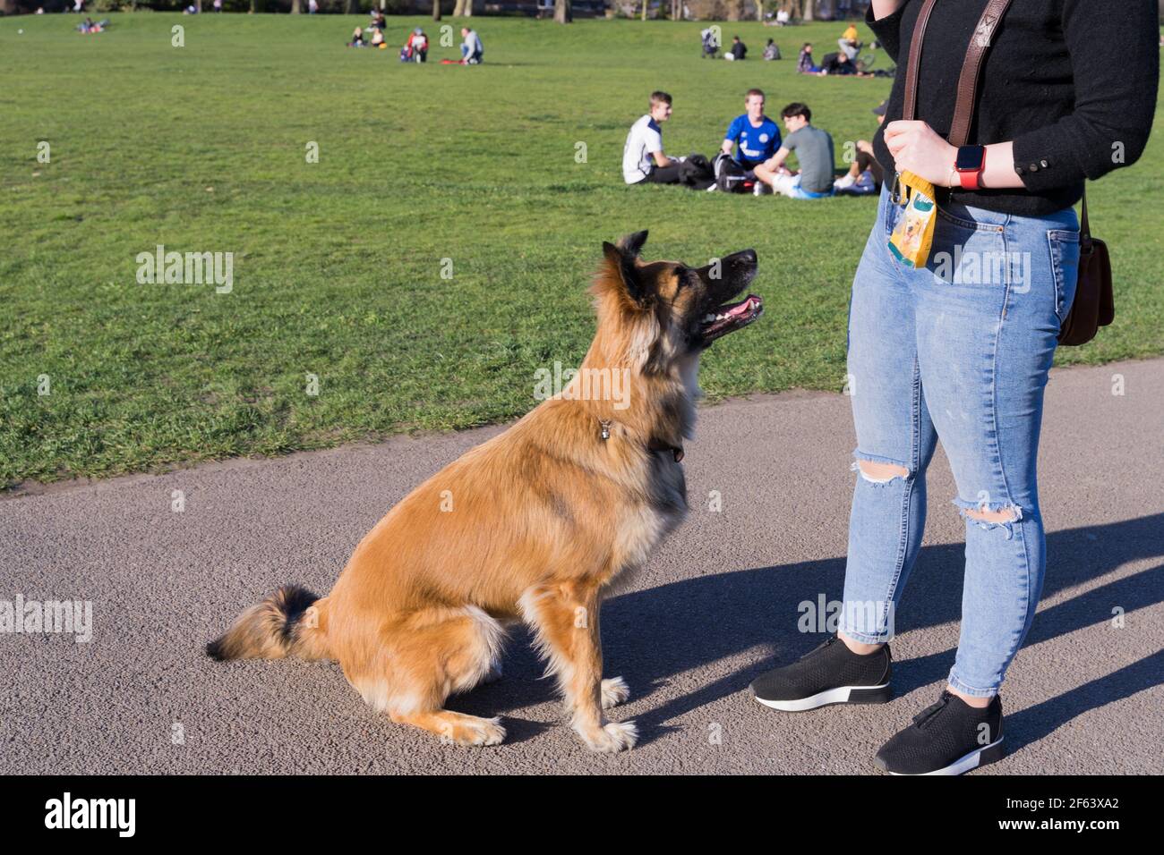 Il Pastore tedesco cerca cibo o delizia dalla sua signora proprietario nel parco di greenwich Foto Stock