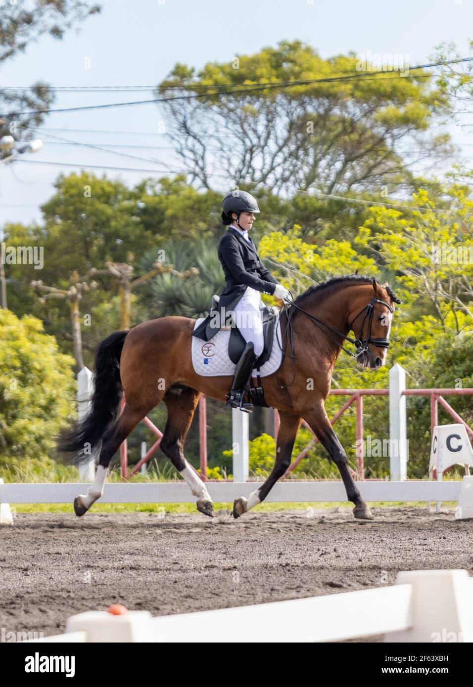 Dressage pilota in competizione con meraviglioso stallone marrone Lusitano, cavallo sorprendente. Foto Stock
