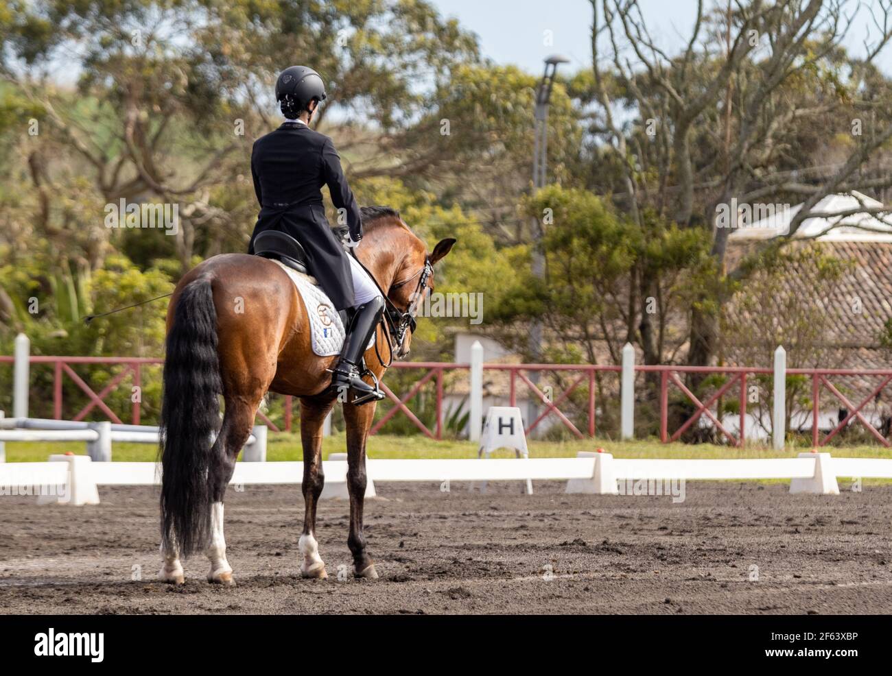 Dressage pilota in competizione con meraviglioso stallone marrone Lusitano, cavallo sorprendente. Foto Stock