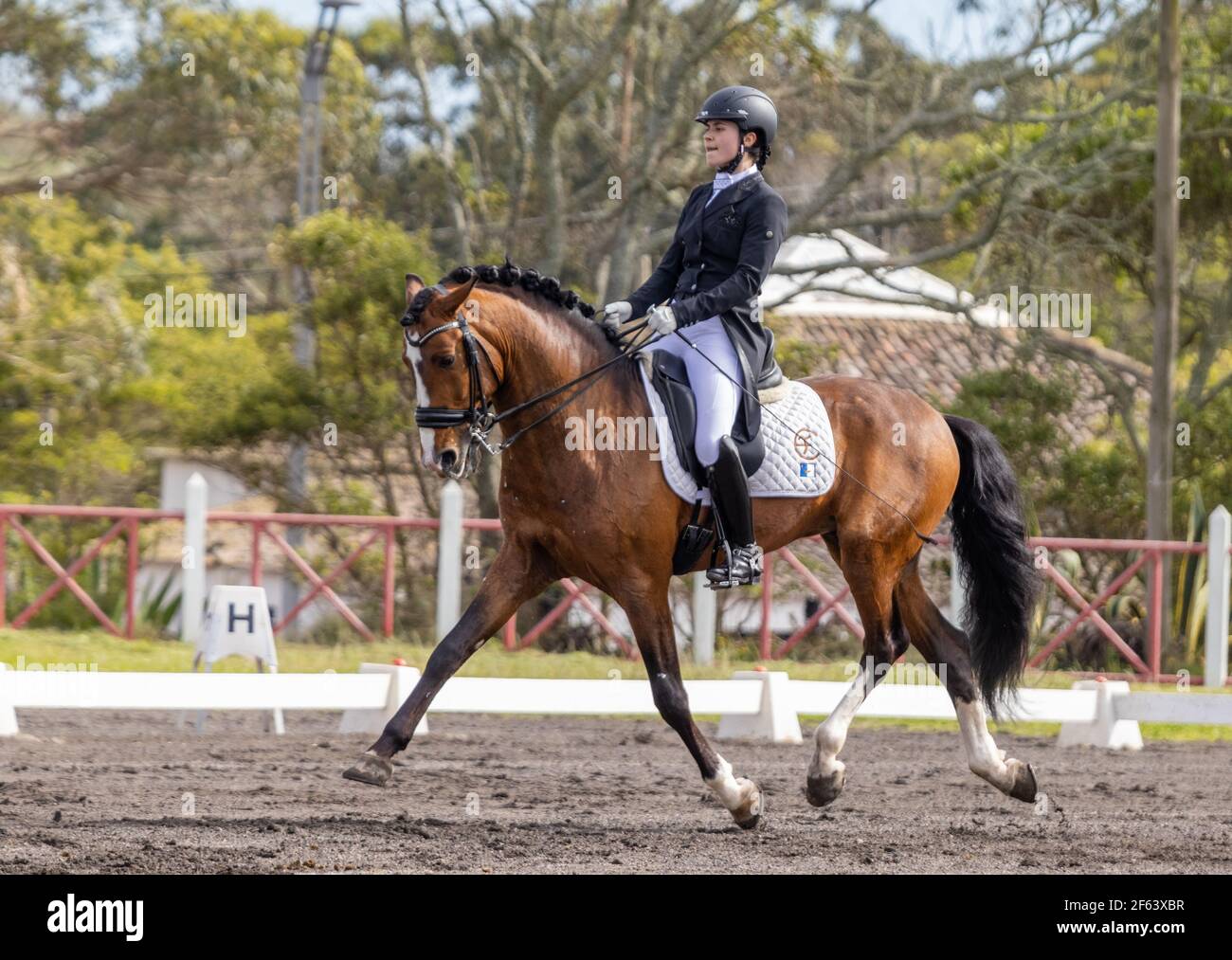 Dressage pilota in competizione con meraviglioso stallone marrone Lusitano, cavallo sorprendente. Foto Stock