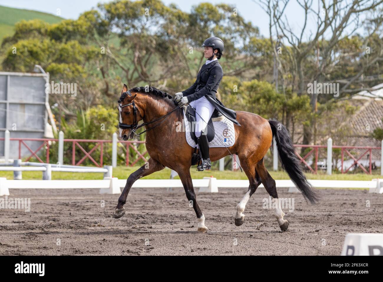 Dressage pilota in competizione con meraviglioso stallone marrone Lusitano, cavallo sorprendente. Foto Stock