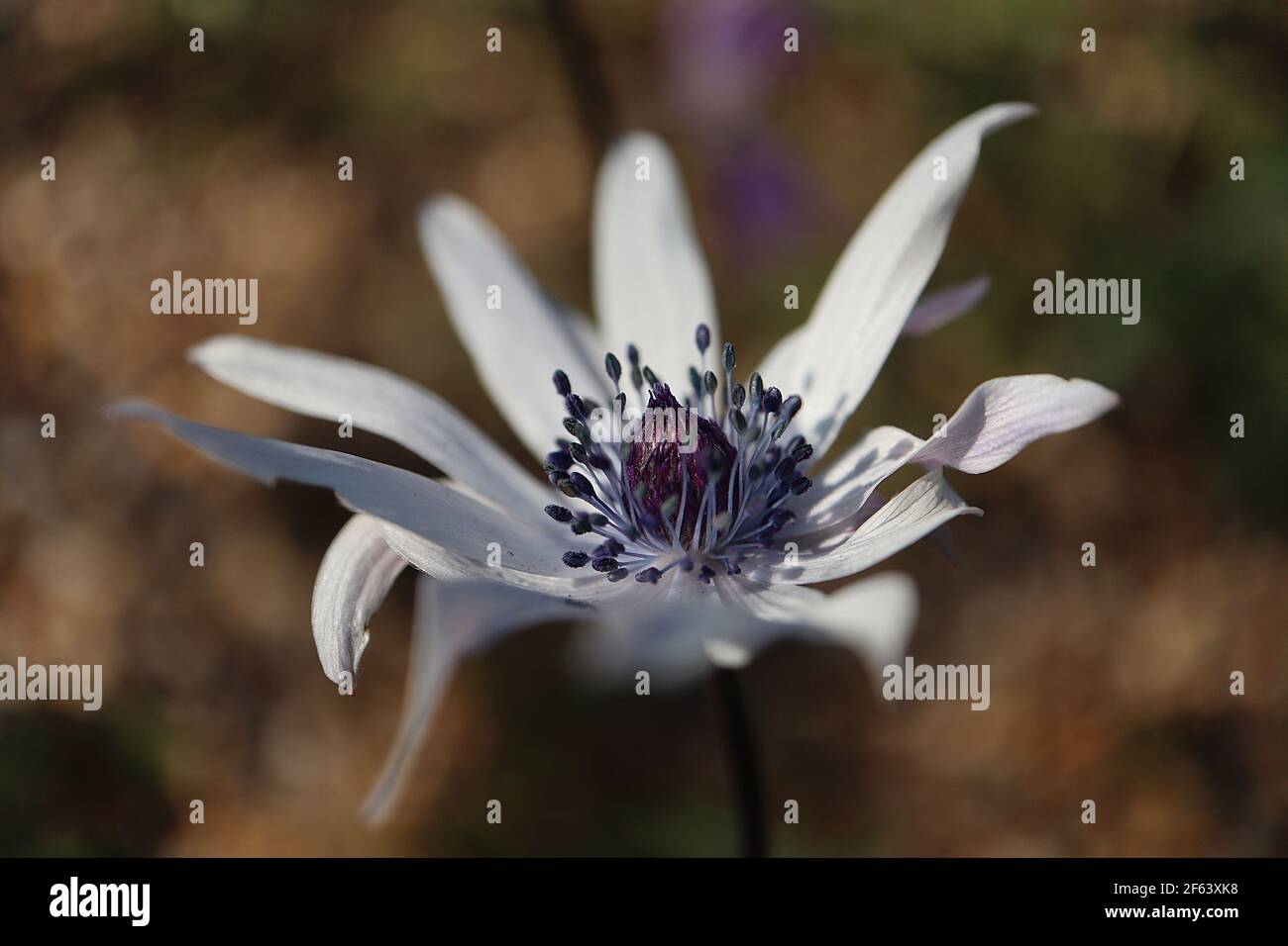 Anemone hortensis anemone a foglie larghe – fiore bianco con foglie di palmate, marzo, Inghilterra, Regno Unito Foto Stock