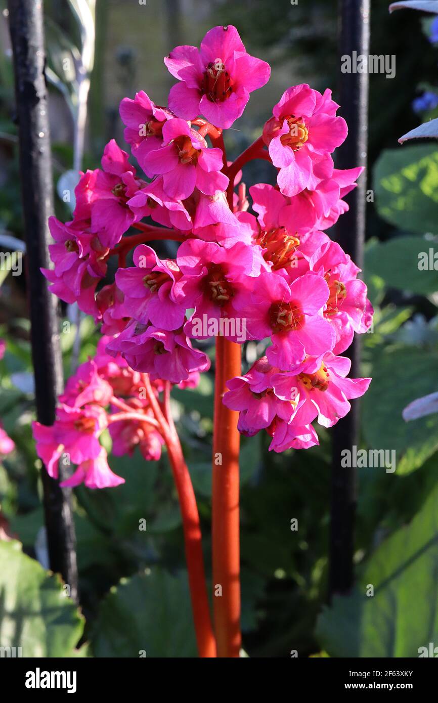 Bergenia cordifolia ‘Purpurea’ Ears Elephant’s Ears Purpurea – fiori rosa profondi su spessi steli rossi, marzo, Inghilterra, Regno Unito Foto Stock