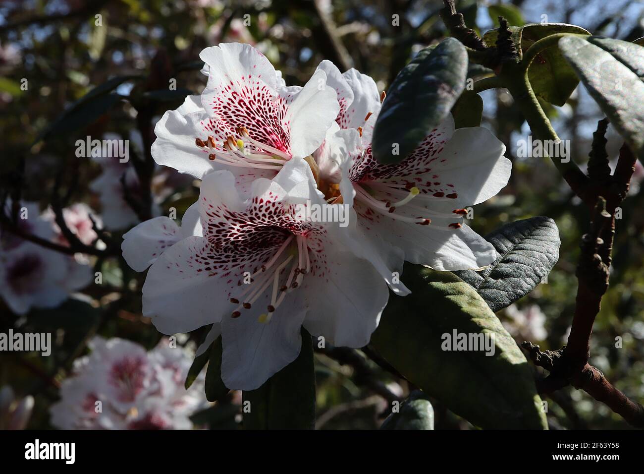 Rhododendron 'James Mason' fiori bianchi con profondo Plotch di prugne, marzo, Inghilterra, Regno Unito Foto Stock