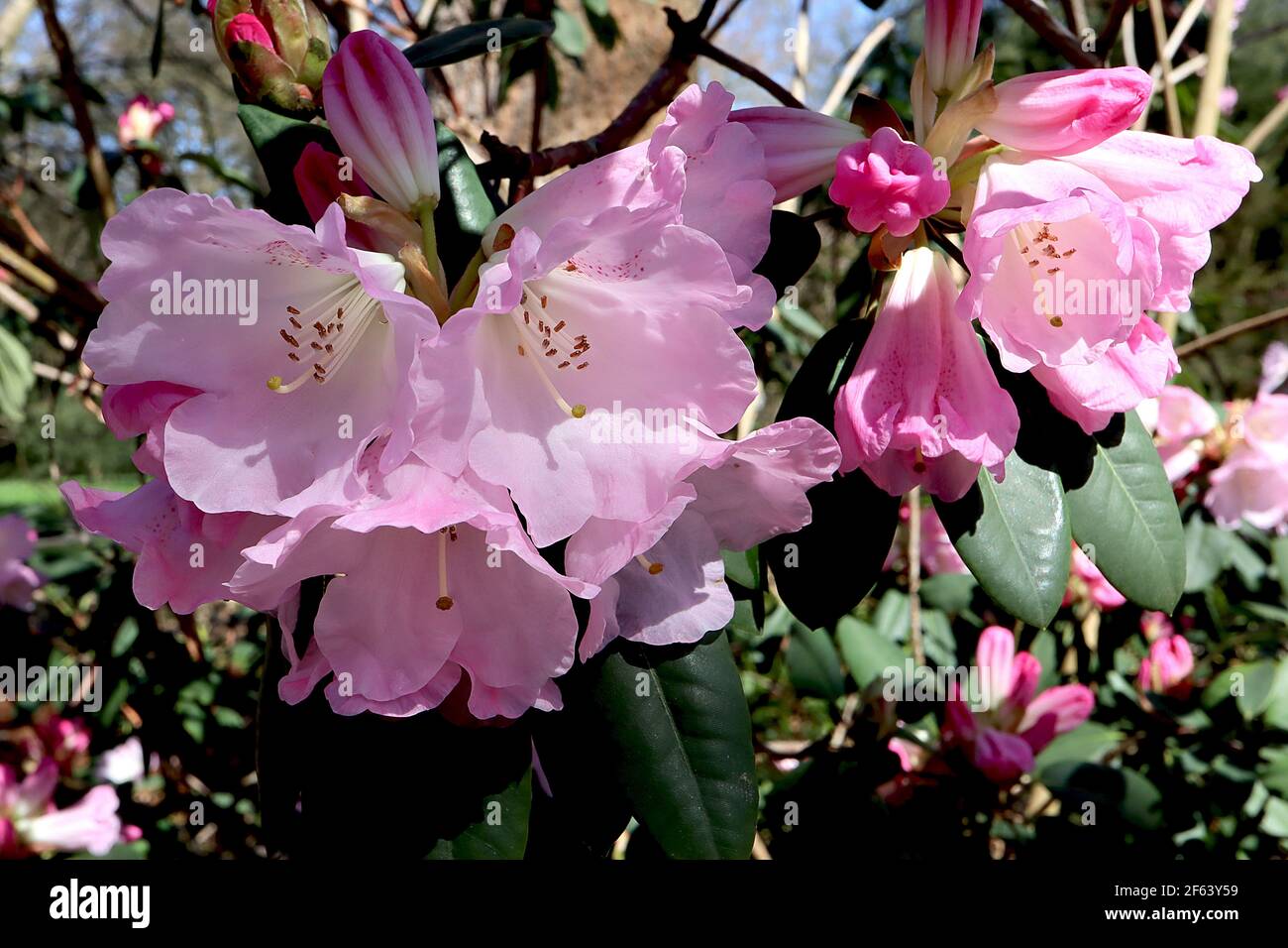 Rhododendron 'Carex Blush' guscio fiori rosa con profondo rosa blotch, marzo, Inghilterra, Regno Unito Foto Stock