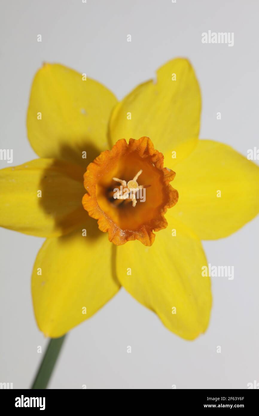 Narcissus fiore primo piano fiume giallo famiglia amaryllidaceae sfondo moderno stampe di alta qualità Foto Stock