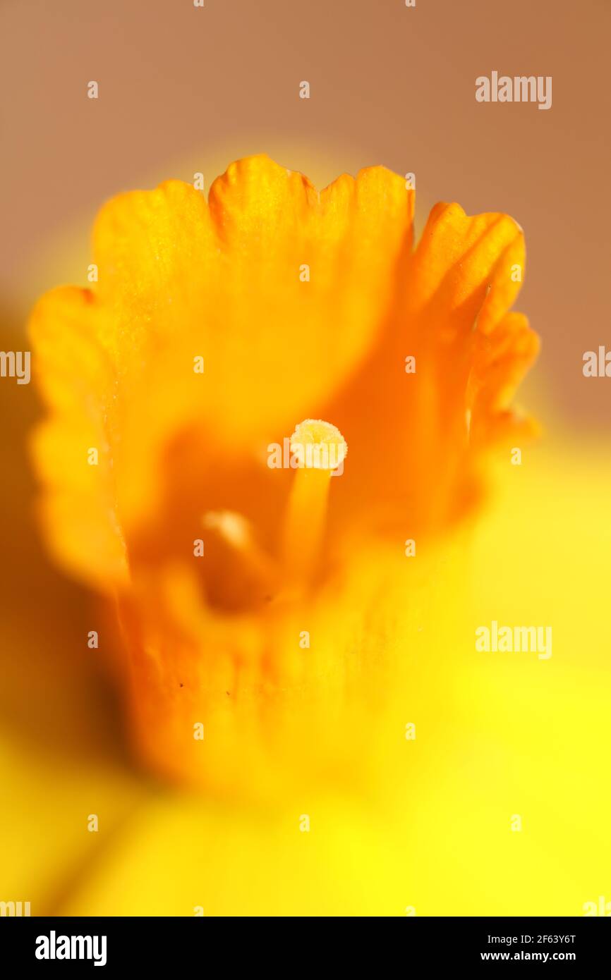 Narcissus fiore primo piano fiume giallo famiglia amaryllidaceae sfondo moderno stampe di alta qualità Foto Stock