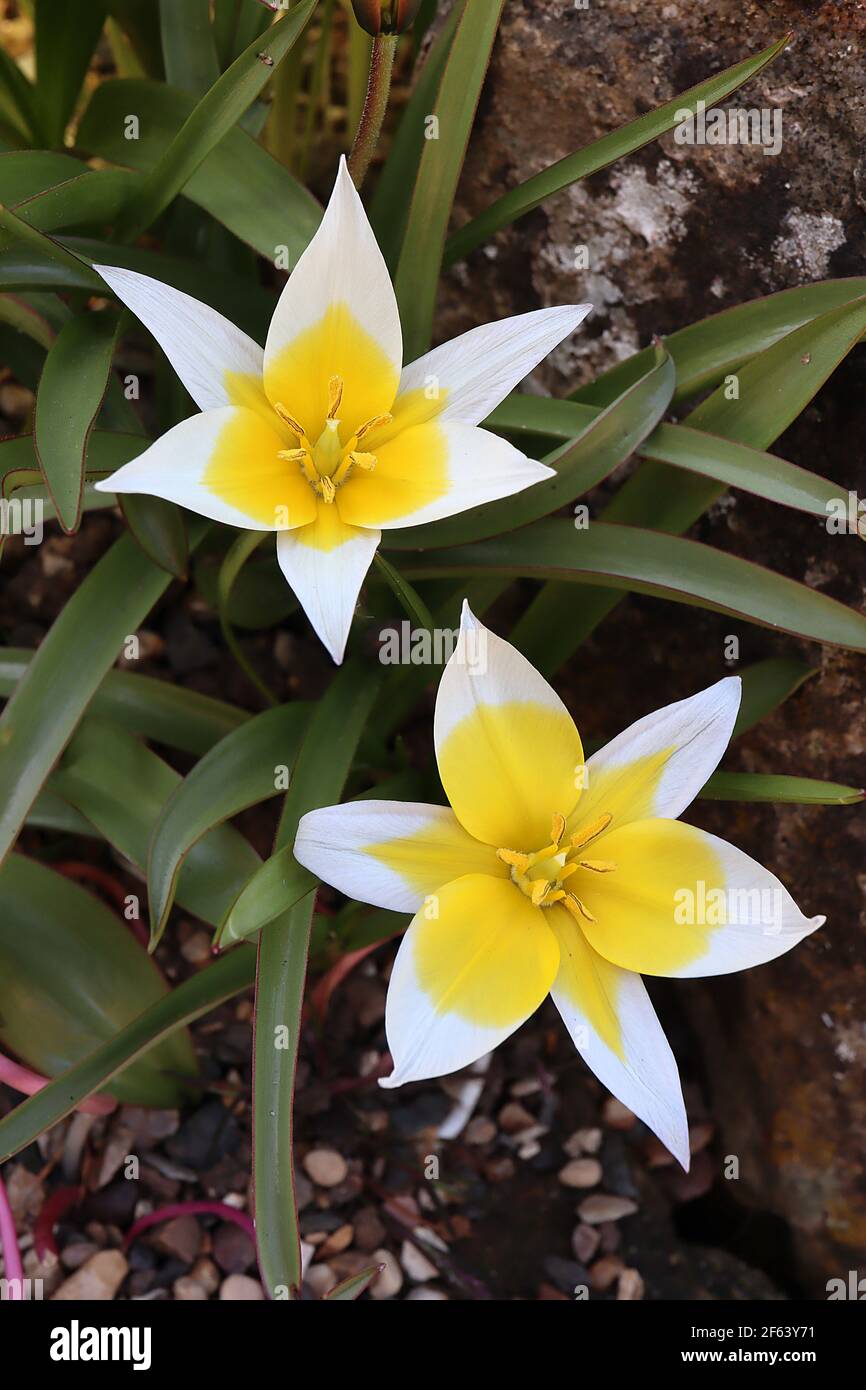 Tulipa tarda specie tulipano 15 tarda tulipano – tulipani bianchi con ampio alone giallo, marzo, Inghilterra, Regno Unito Foto Stock
