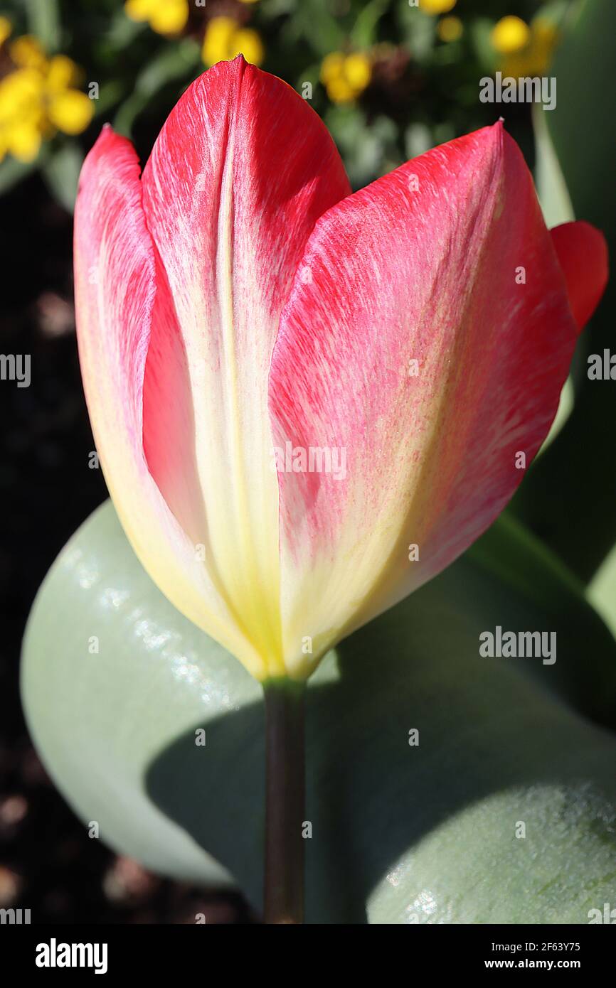 Tulipa ‘Flaming Purissima’ Triumph tulipano 3 Pink Clearwater tulipano – bianco tulipano mezzo rosa scuro, base gialla, marzo, Inghilterra, Regno Unito Foto Stock