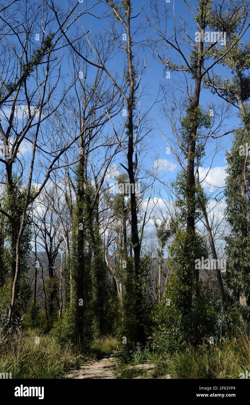 Alberi che si stanno riprendendo dopo i fuochi d'oro nelle Blue Mountains dell'Australia Foto Stock