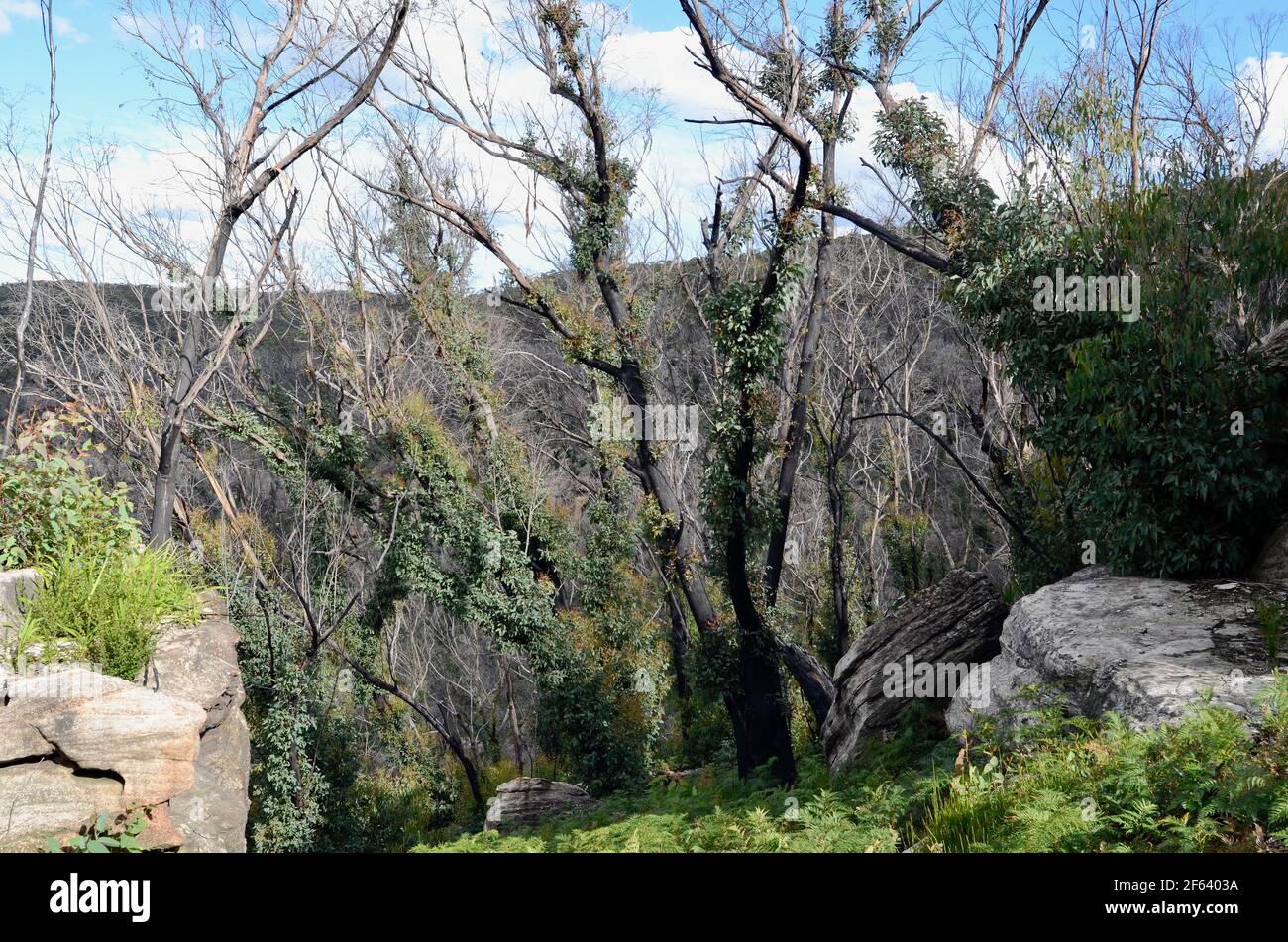 Alberi che si stanno riprendendo dopo i fuochi d'oro nelle Blue Mountains dell'Australia Foto Stock