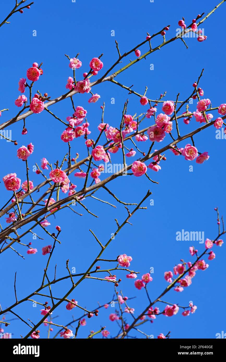 Fiore rosa blumi del giapponese ume albero di albicocca, Prunus mume Foto Stock