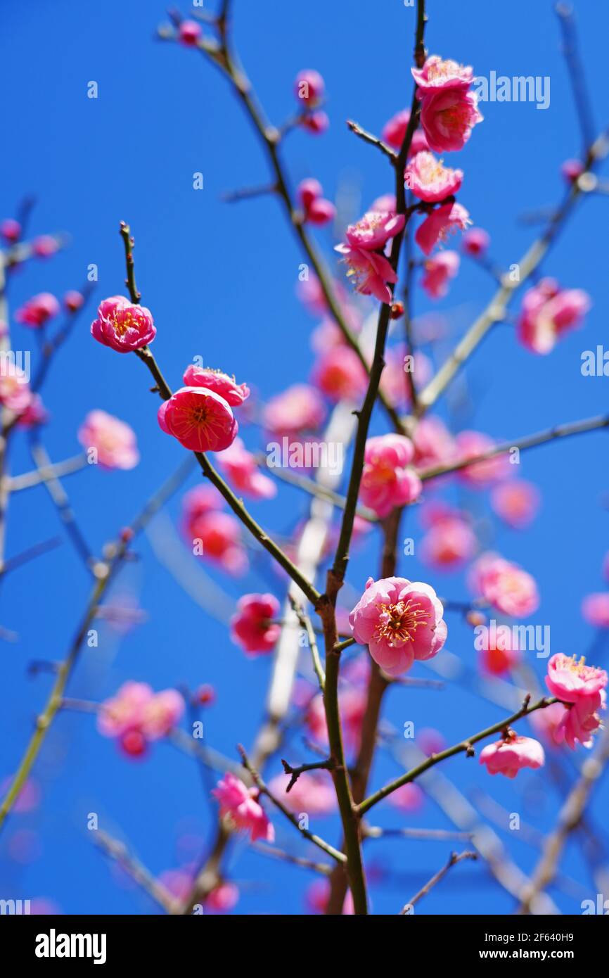 Fiore rosa blumi del giapponese ume albero di albicocca, Prunus mume Foto Stock