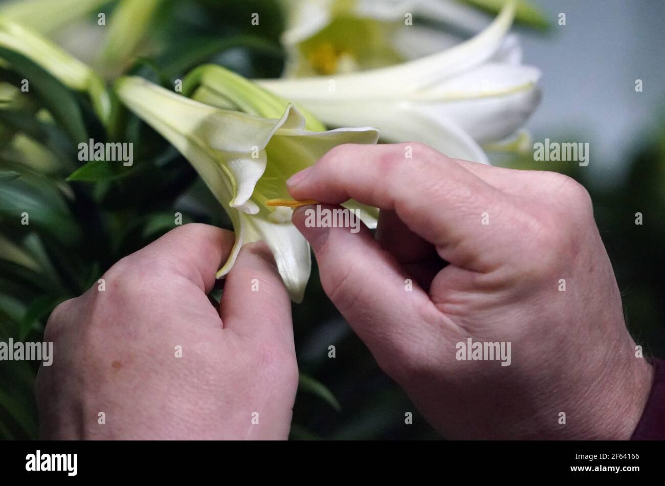 Un Lilly di Pasqua ha il polline rimosso prima di essere aggiunto ad una collezione di altri fiori per un ordine di Pasqua a Walter Knoll Florists a St. Louis, Lunedi, 29 marzo 2021. La domenica di Pasqua è il 4 aprile. Photo by Bill Greenblatt/UPI Credit: UPI/Alamy Live News Foto Stock