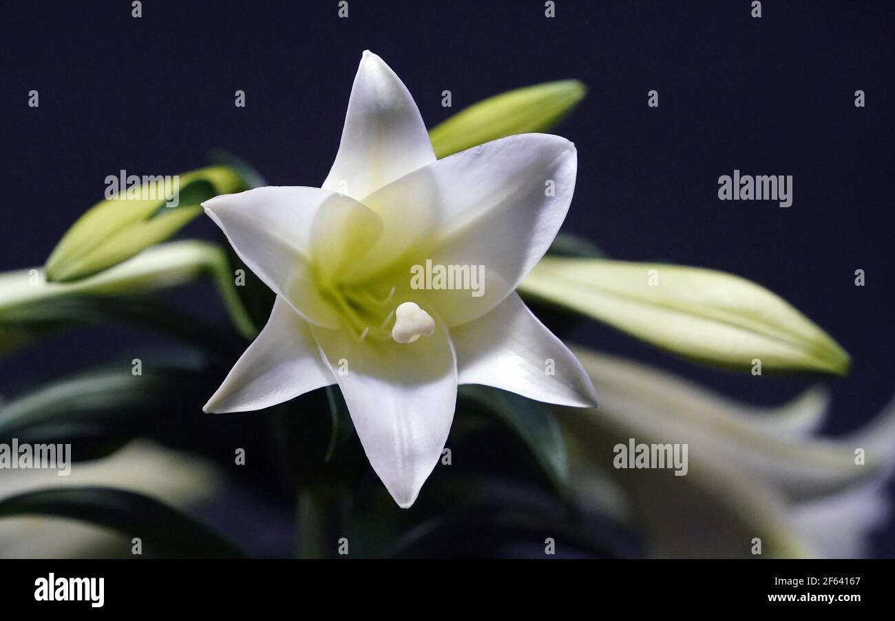 Un Easer Lilly attende di essere aggiunto ad una disposizione primaverile dei fiori per un ordine di Pasqua a Walter Knoll Florists a St. Louis lunedì 29 marzo 2021. La domenica di Pasqua è il 4 aprile. Photo by Bill Greenblatt/UPI Credit: UPI/Alamy Live News Foto Stock