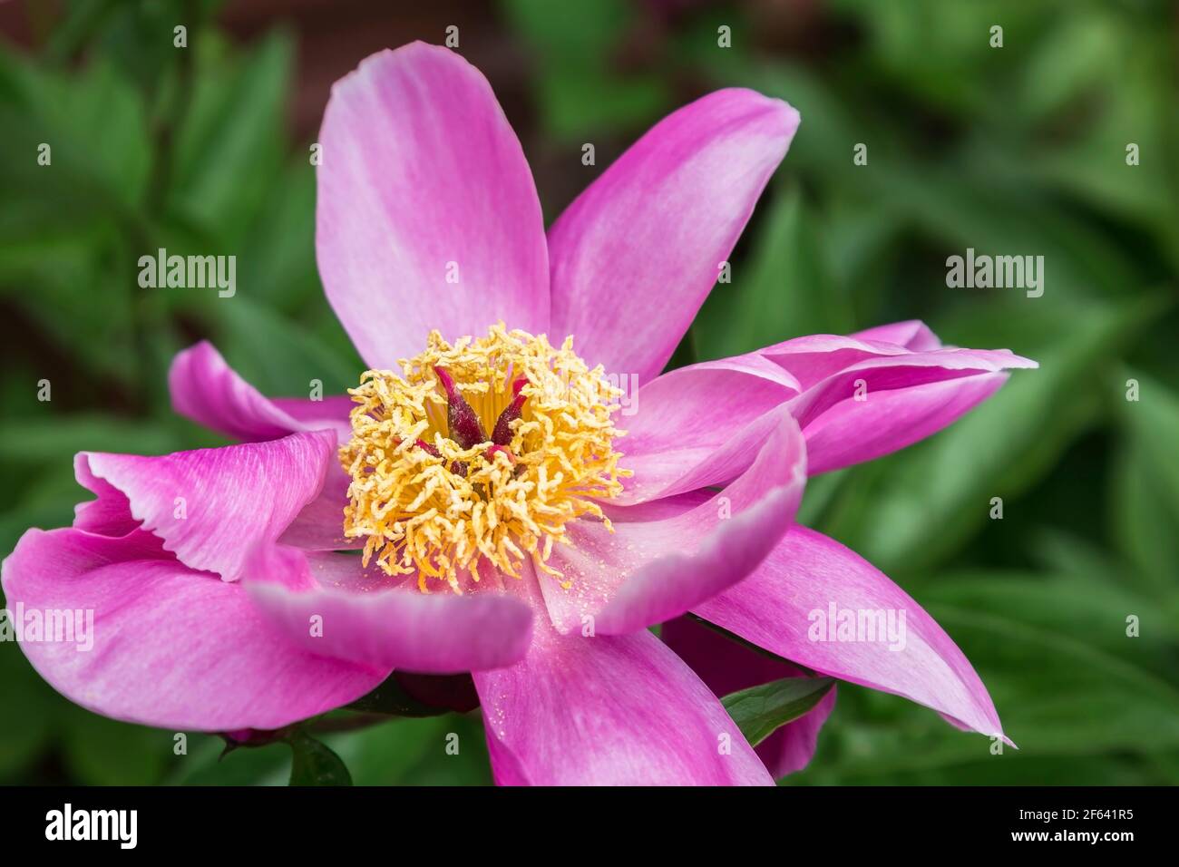 Primo piano della mauve Paeonia - fiore di peonia in tarda primavera Foto Stock