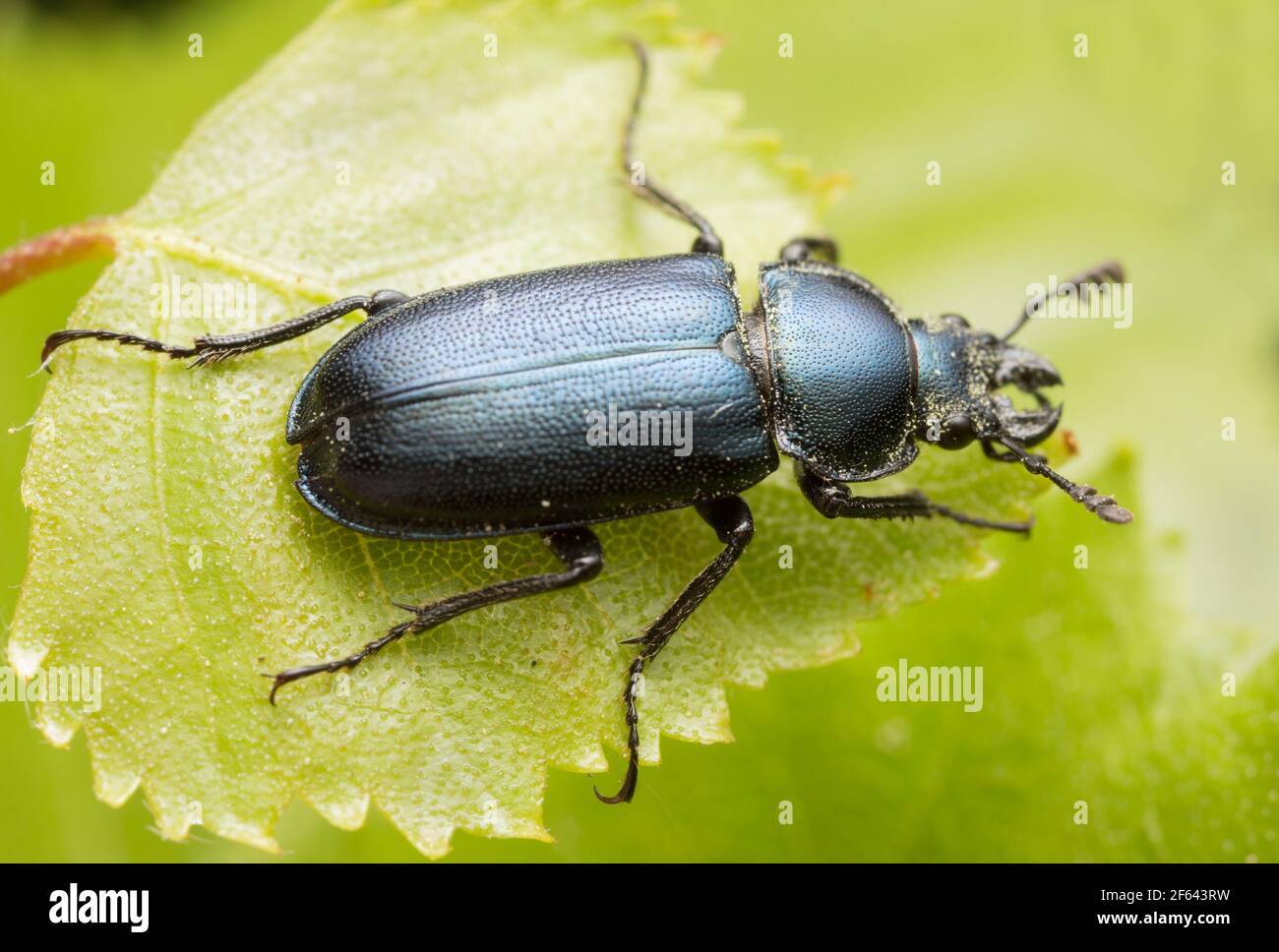 Platycerus beetle su foglia di betulla Foto Stock