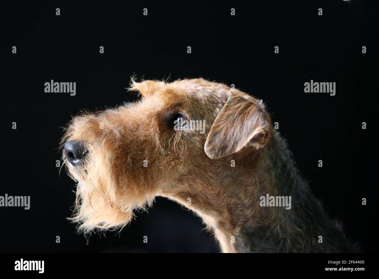 Studio principale Airedale Terrier Foto Stock