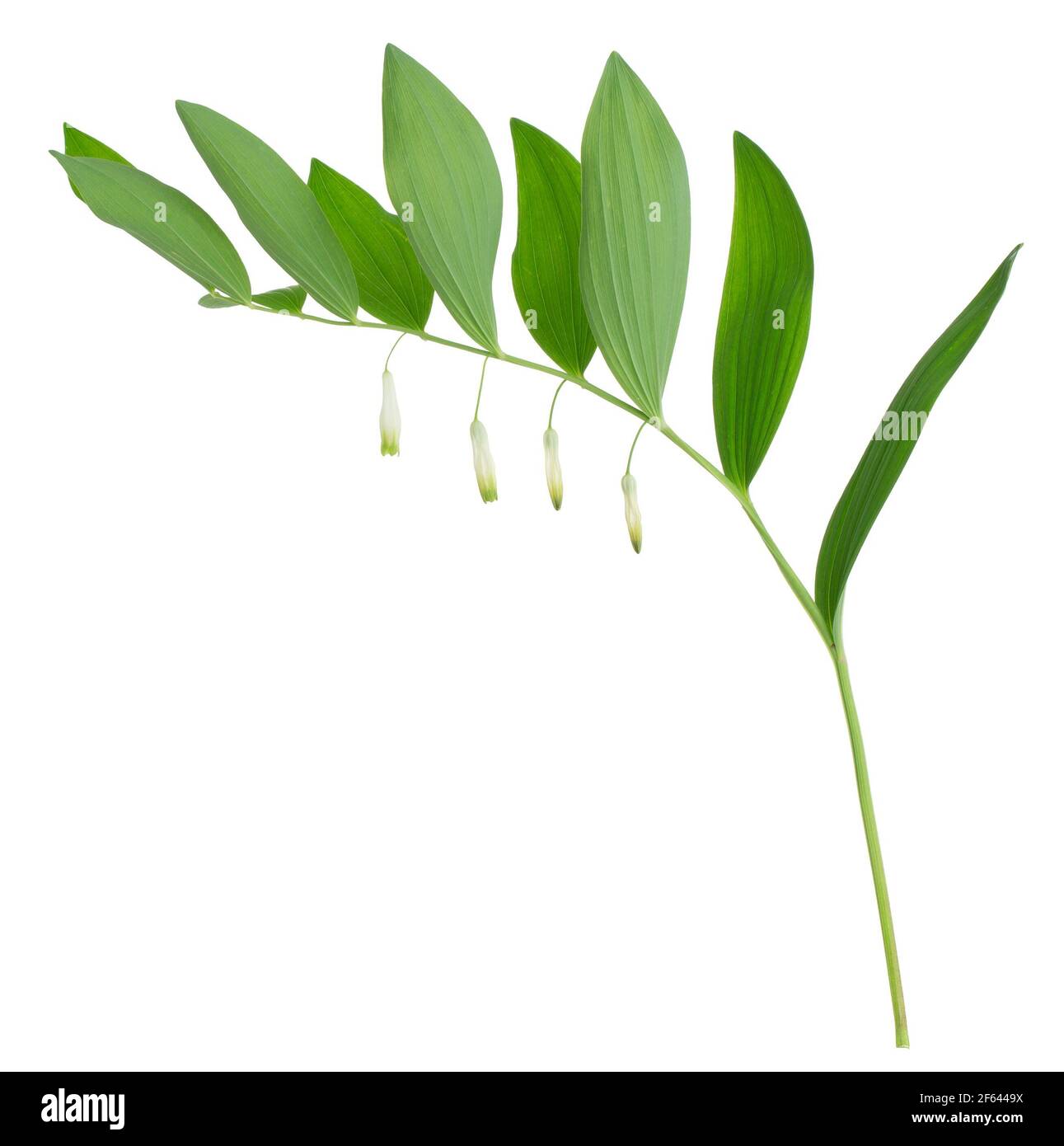 Gonfiore angolare del sigillo di salomone, Polygonatum odoratum isolato su sfondo bianco Foto Stock