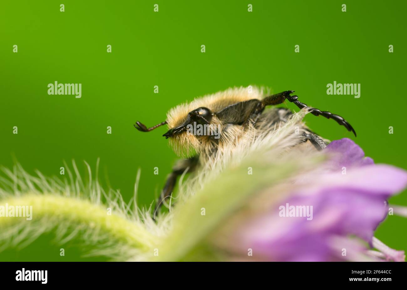 Ape Beetle, Trichius fasciatus su campo scabioso Foto Stock