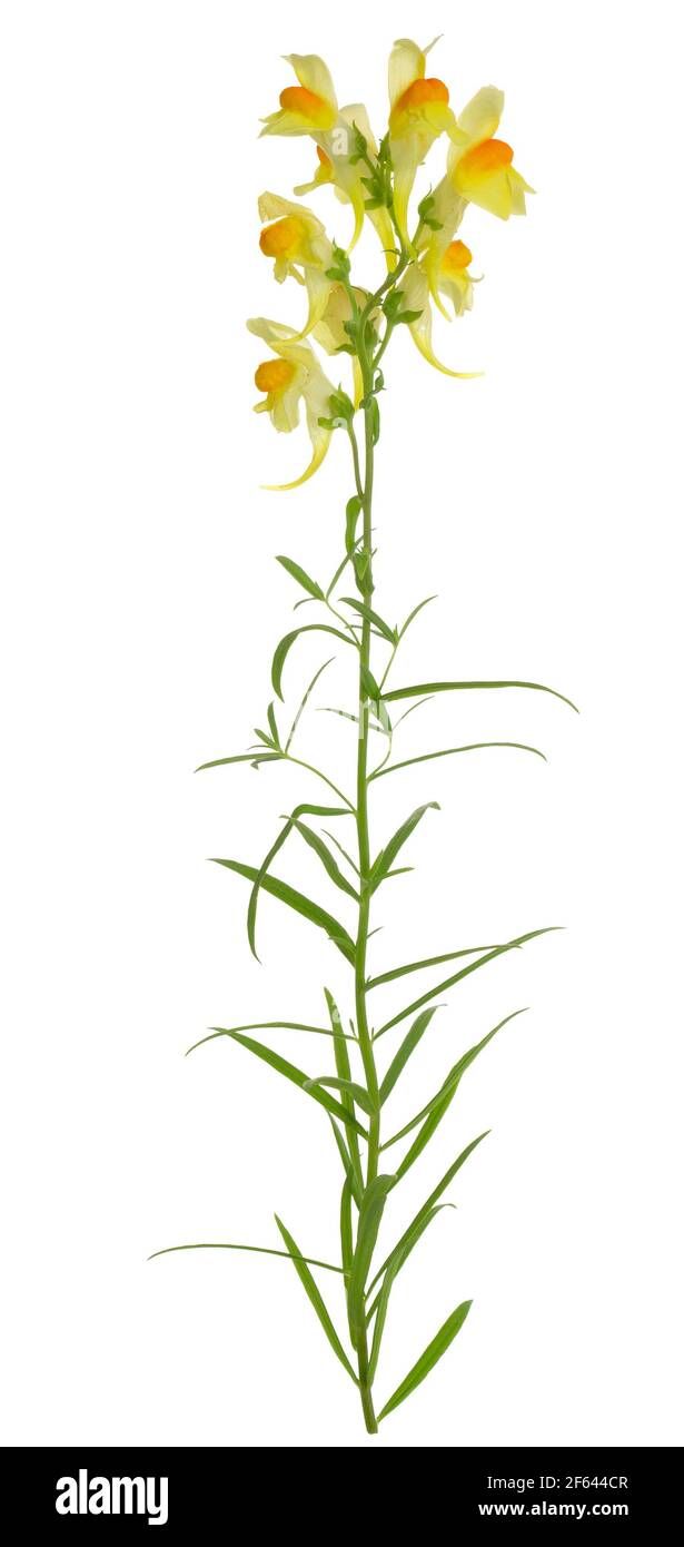 Comune toadflax, Linaria vulgaris isolato su sfondo bianco Foto Stock