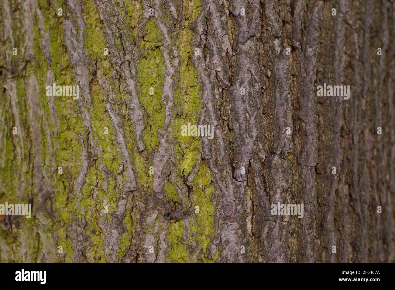 Un albero deciduo in primo piano. Corteccia e struttura muschio in luce naturale. Foto Stock