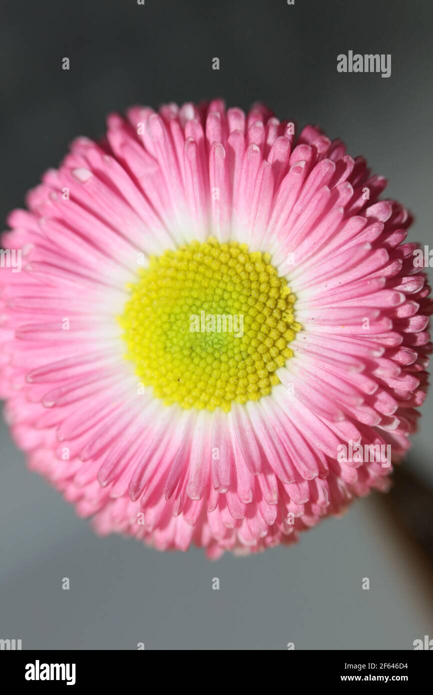 Primo piano fiore fiore Bellis perennis L. famiglia compositae sfondo moderno stampa di alta qualità Foto Stock