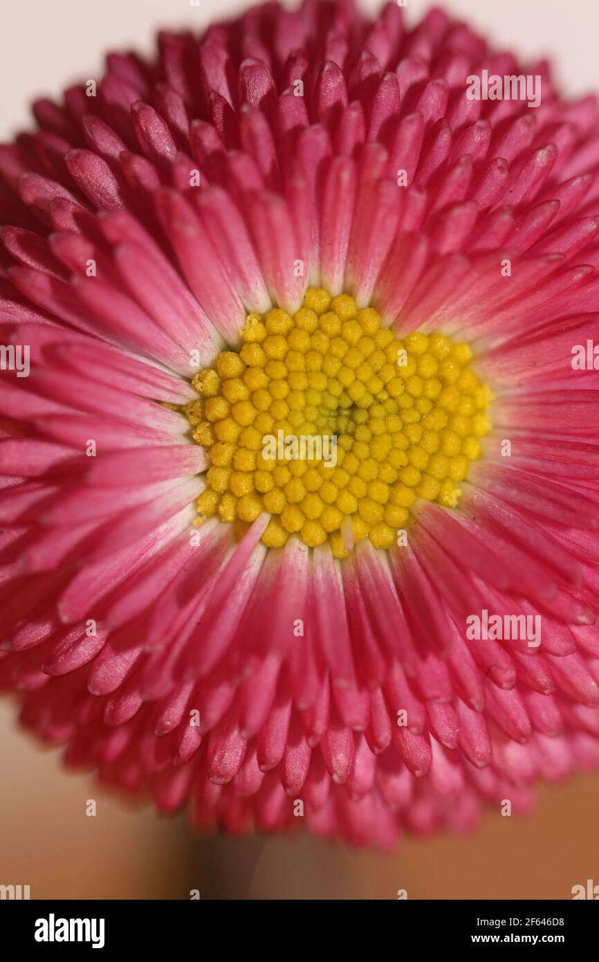 Primo piano fiore fiore Bellis perennis L. famiglia compositae sfondo moderno stampa di alta qualità Foto Stock