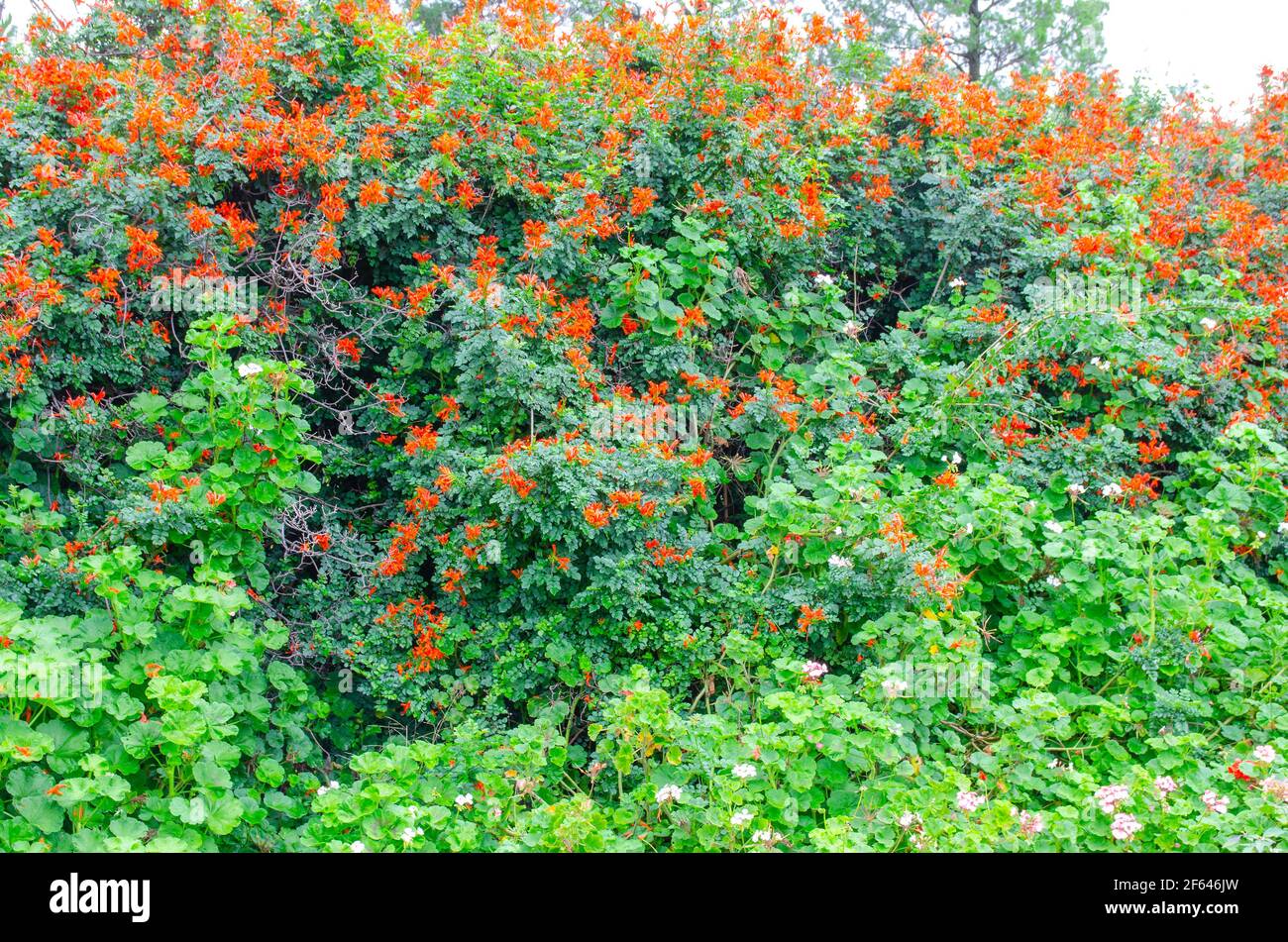 Punta Honeysuckle Bush,Tecoma capensis con gerani in primo piano/ Foto Stock