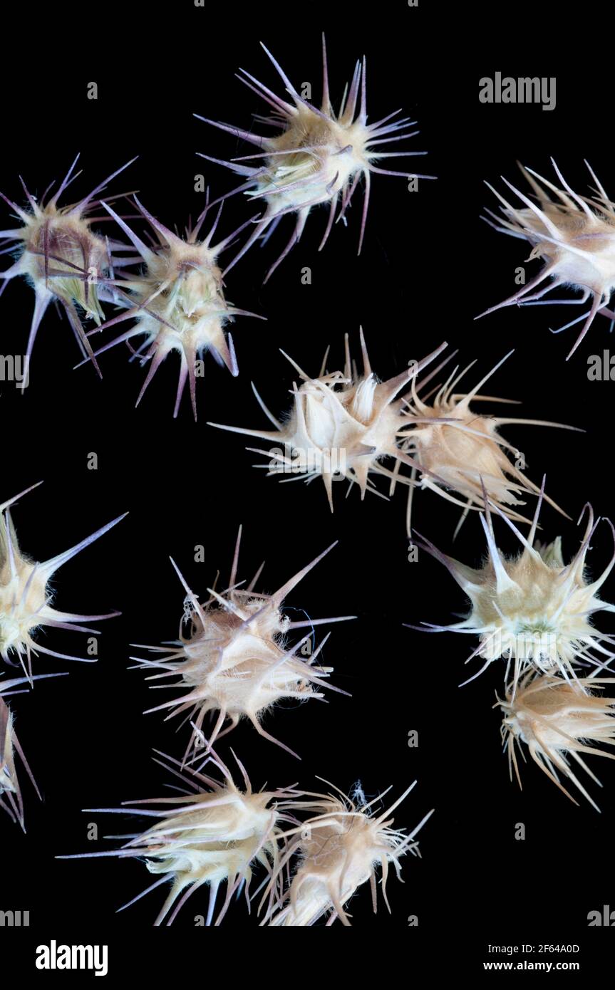 Primo piano delle bave di testa di goto (Tribulus terrestris) Foto Stock