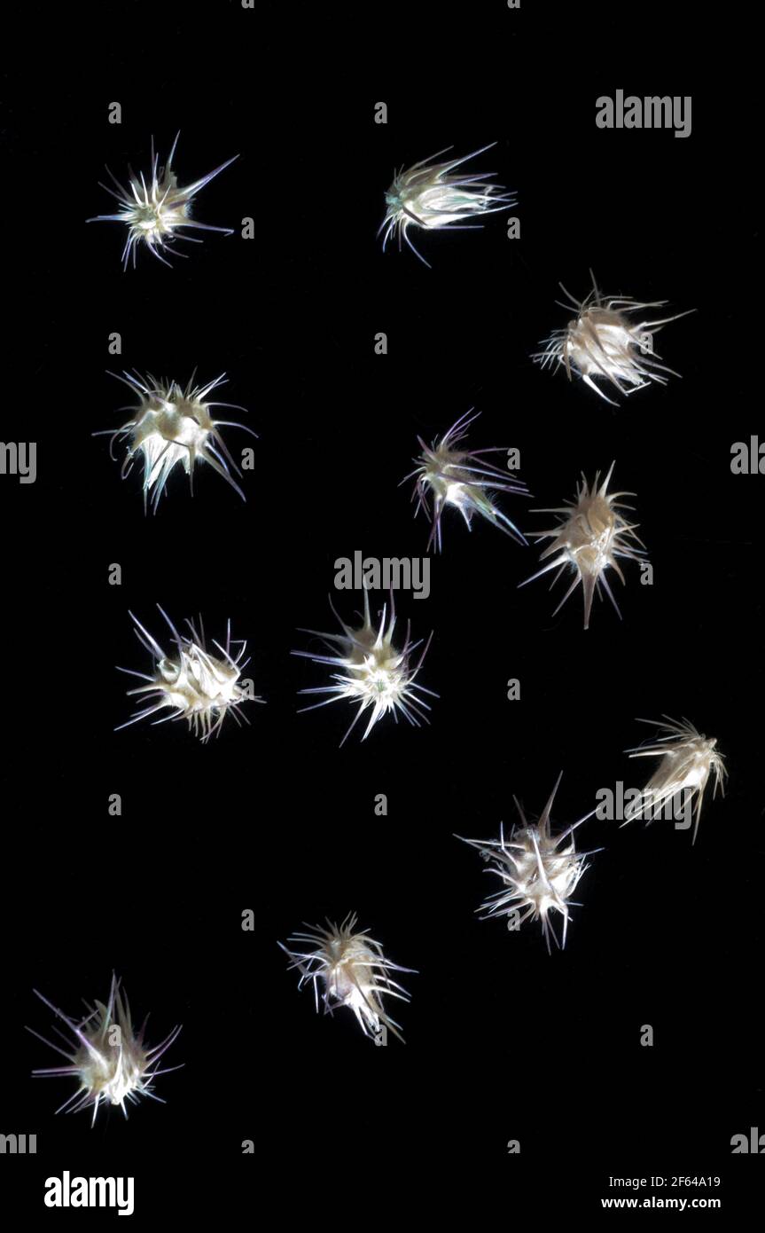 Primo piano delle bave di testa di goto (Tribulus terrestris) Foto Stock