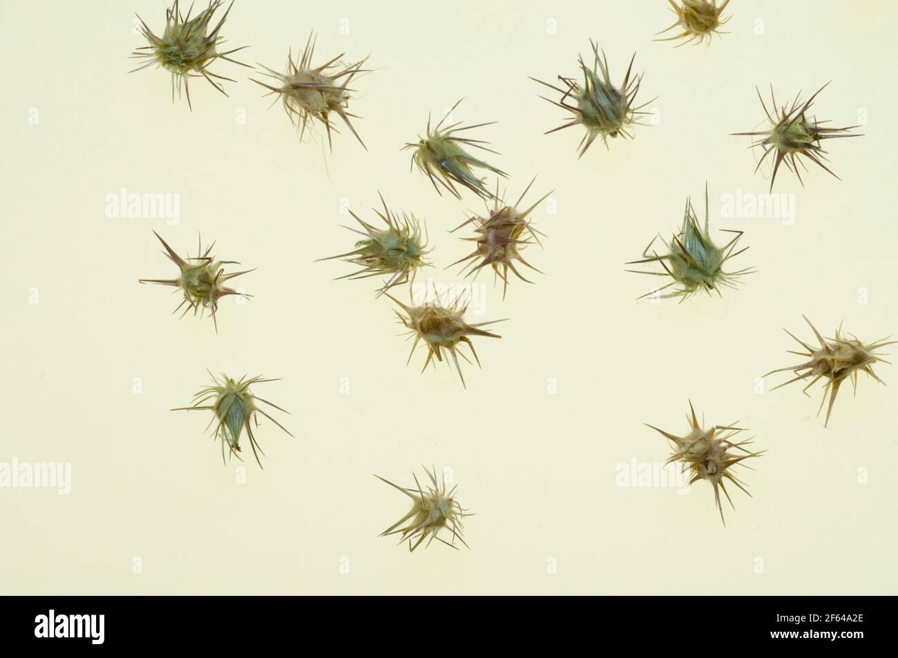 Primo piano delle bave di testa di goto (Tribulus terrestris) Foto Stock